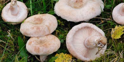 Kako posoliti belanca (bele talase) za zimu: soljenje gljiva na hladan, vruć način